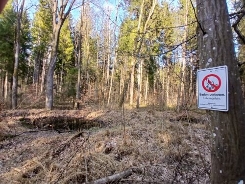 „Bade in mir!“ – Todestümpel im Siebentischwald (Foto: B.Schiller)