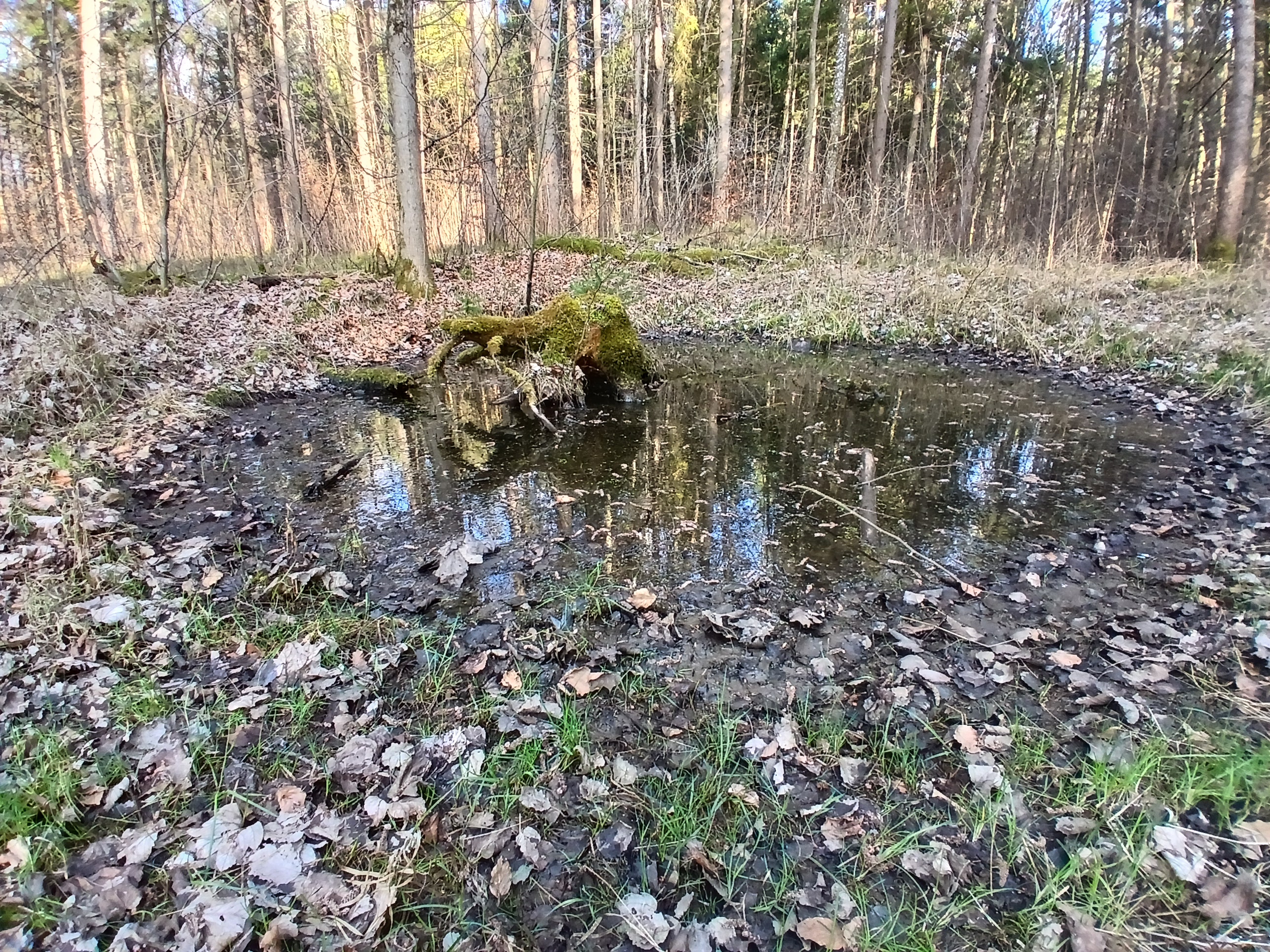 20250402_174122 1 Letales Laichbiotop. Leider noch frei zugänglich. (Foto: B.Schiller)